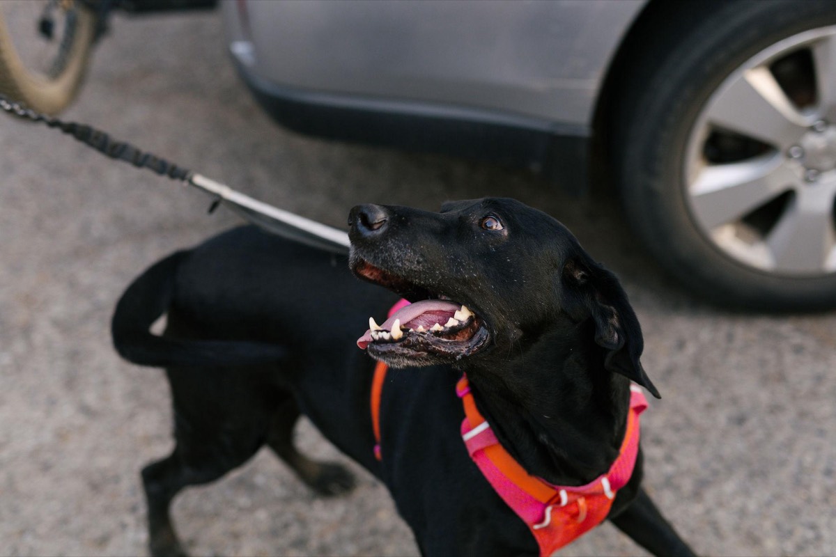 Wally, a black rescue dog in a pink and orange harness, looking up with a happy, open-mouthed grin.